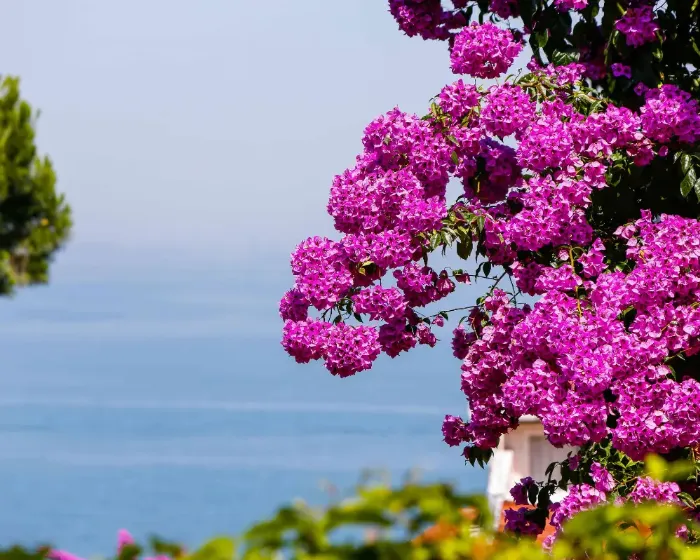 Alaçatı Beach Resort and Spa'da Ege Denizi'ne bakan balkonlu, modern ve lüks bir suit odanın içi